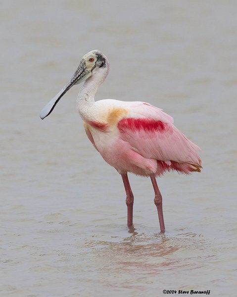 _B248988 roseatte spoonbill.jpg